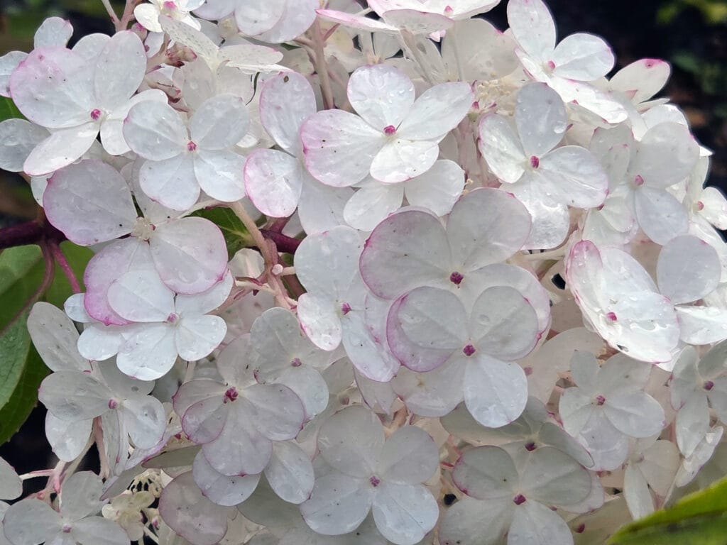 Kestävän kauneuden puutarhapuoti