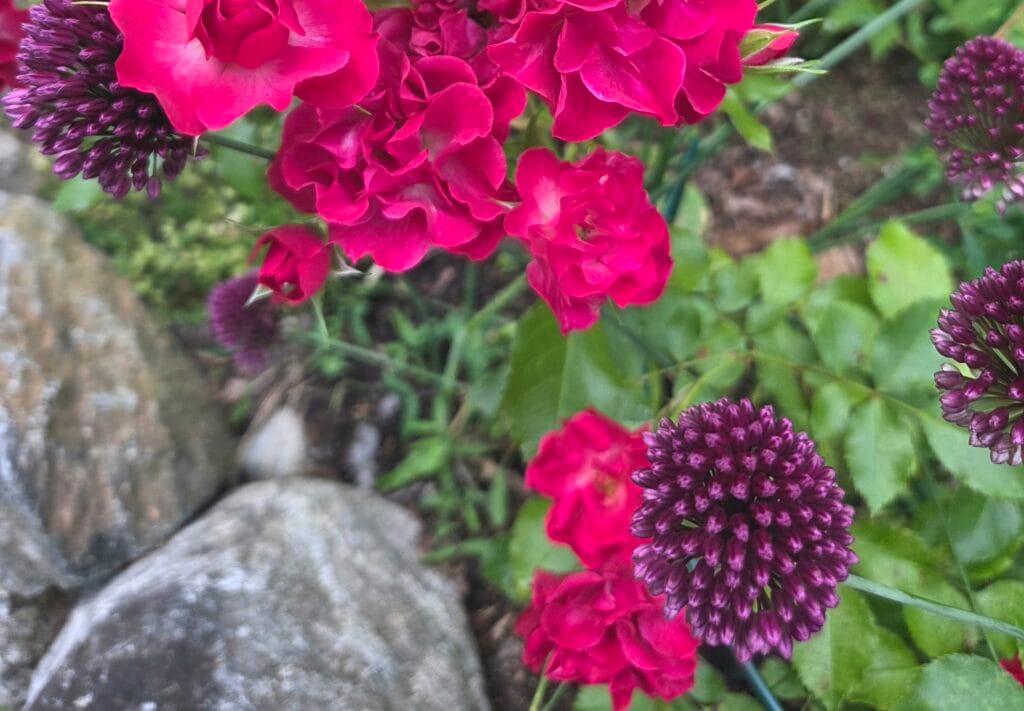 Rakkaudesta kasveihin