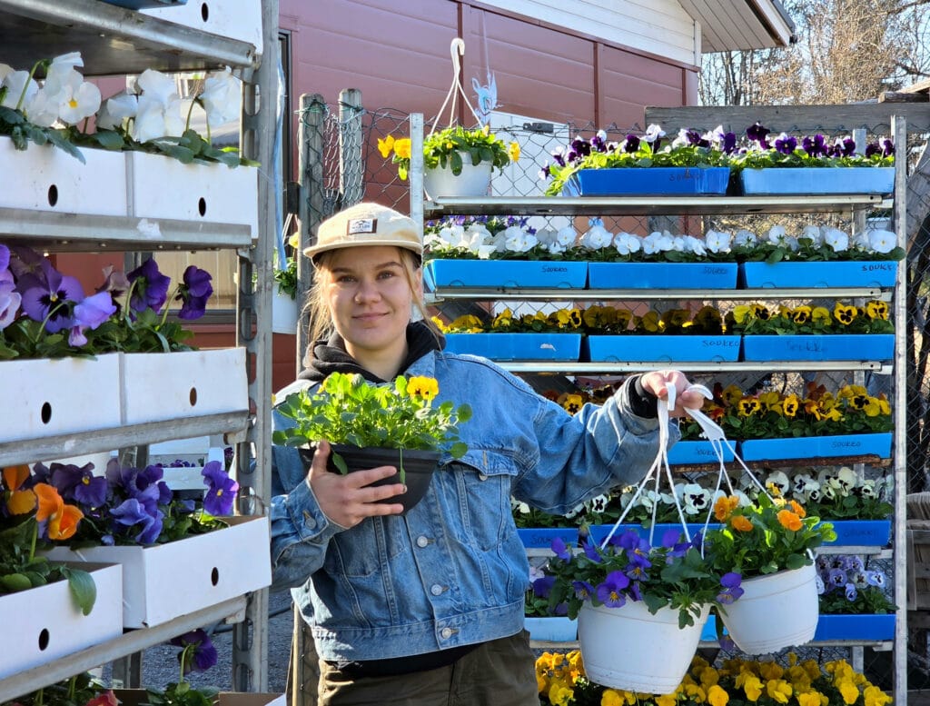 Orvokki nostaa naamansa pakkasyönkin jälkeen